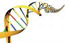 DNA strand icon