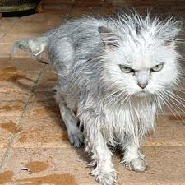 Peeved Cat